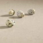 Belenco Boletus 3333 изготовлено в правила камня