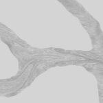 Neomarm NM 209 Calacatta Vero изготовлено в правила камня