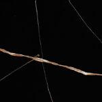 Primax M-602	Notte Stella изготовлено в правила камня